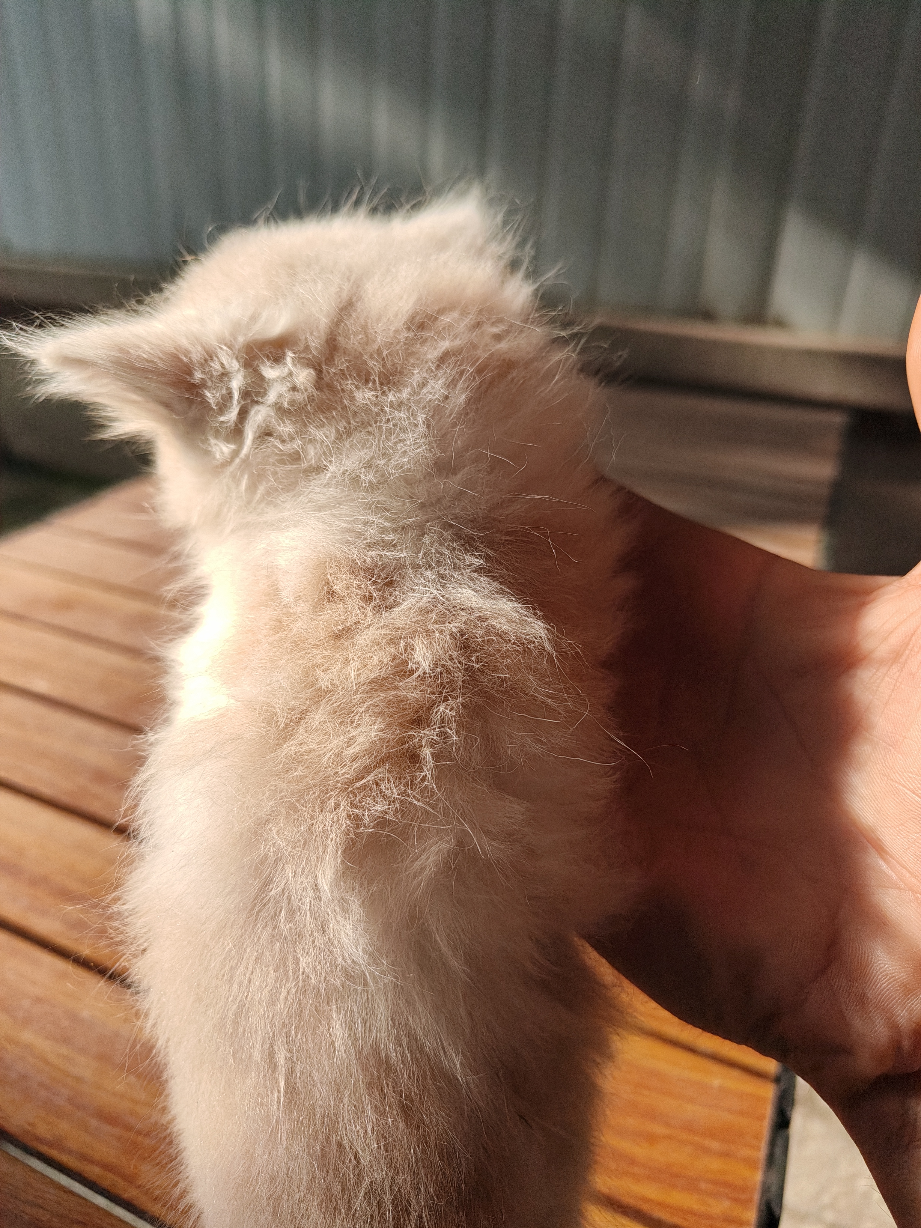 两个多月长毛蓝金乳白高地无病无癣保健康